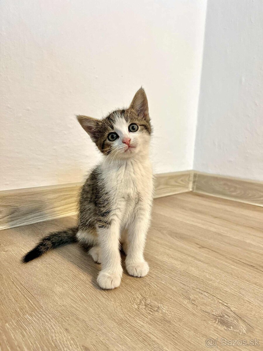 Darujeme mačiatka - 7