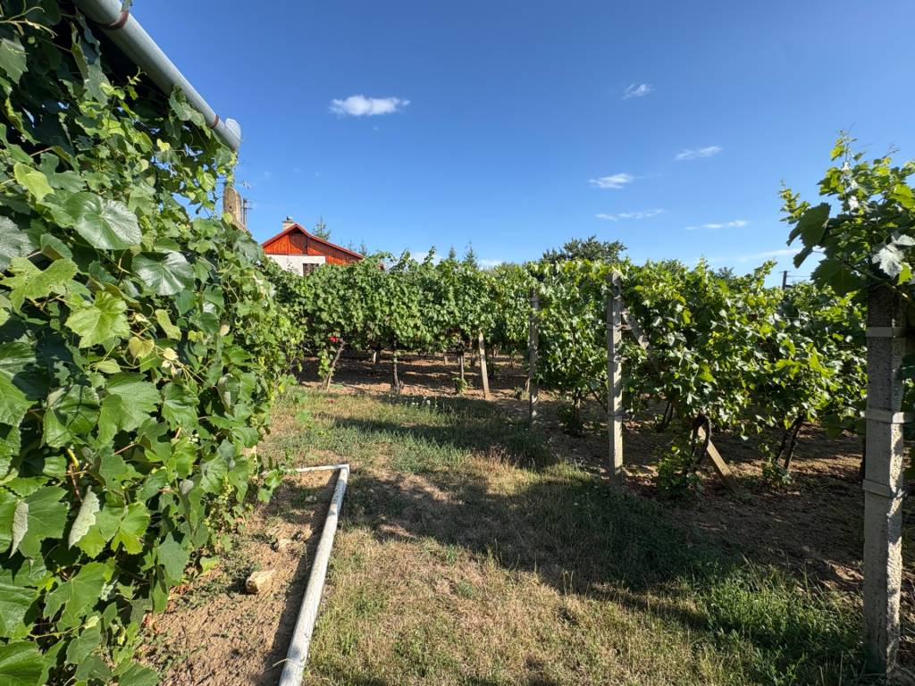 Na predaj: Ovocná záhrada v Leviciach - 7