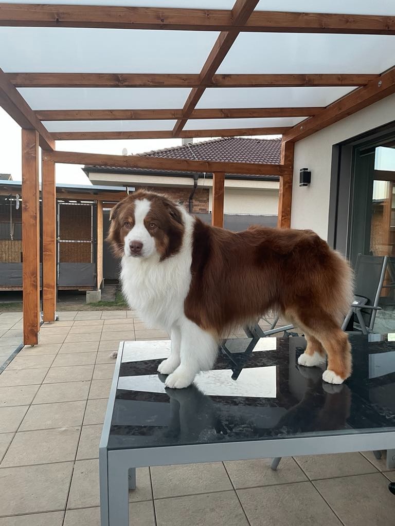 Austrálsky ovčiak- krytie, PP - 7