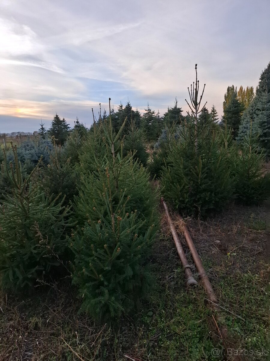 Vianočne stromčeky - 7