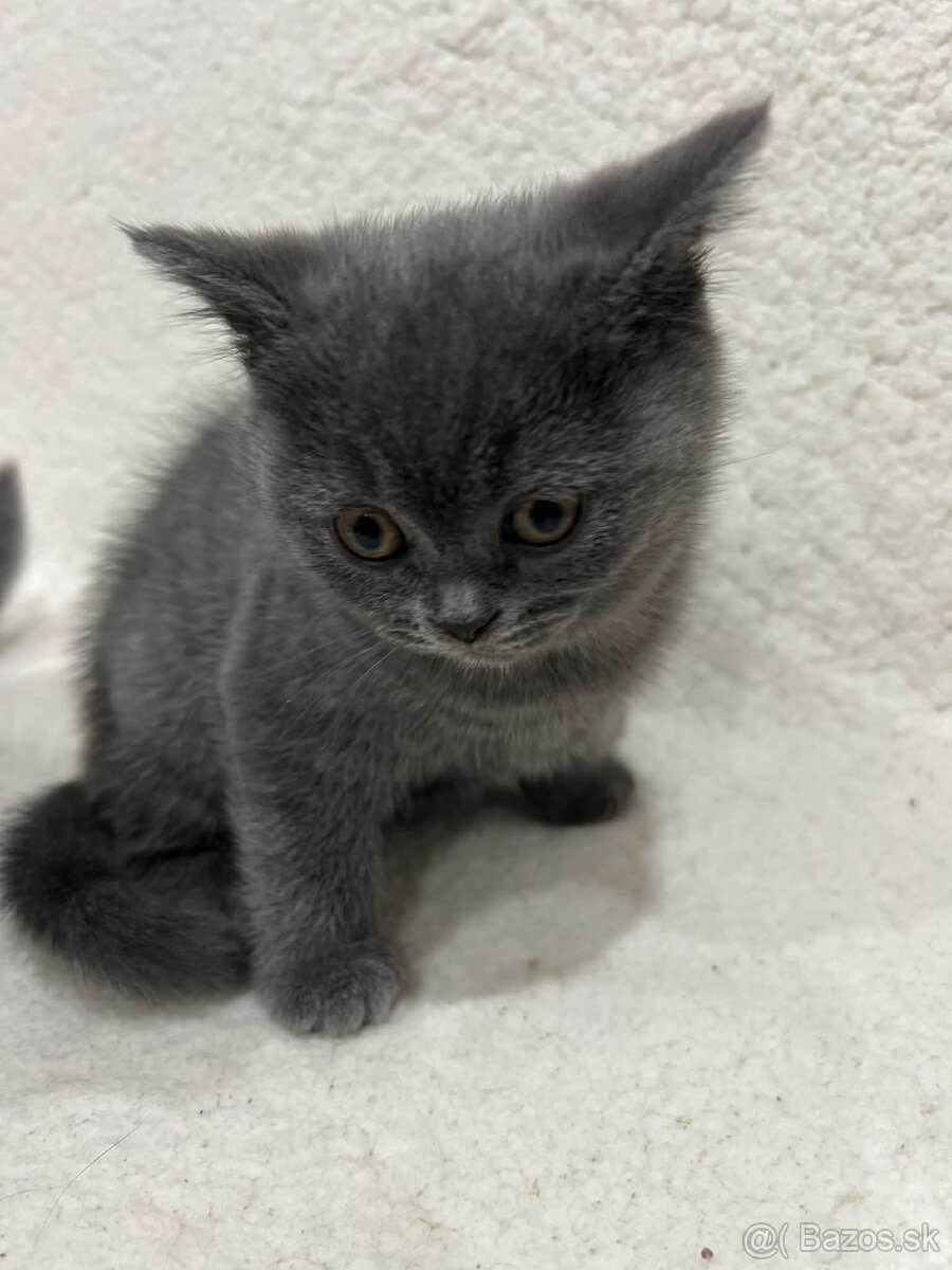 Britské maciatka - 7