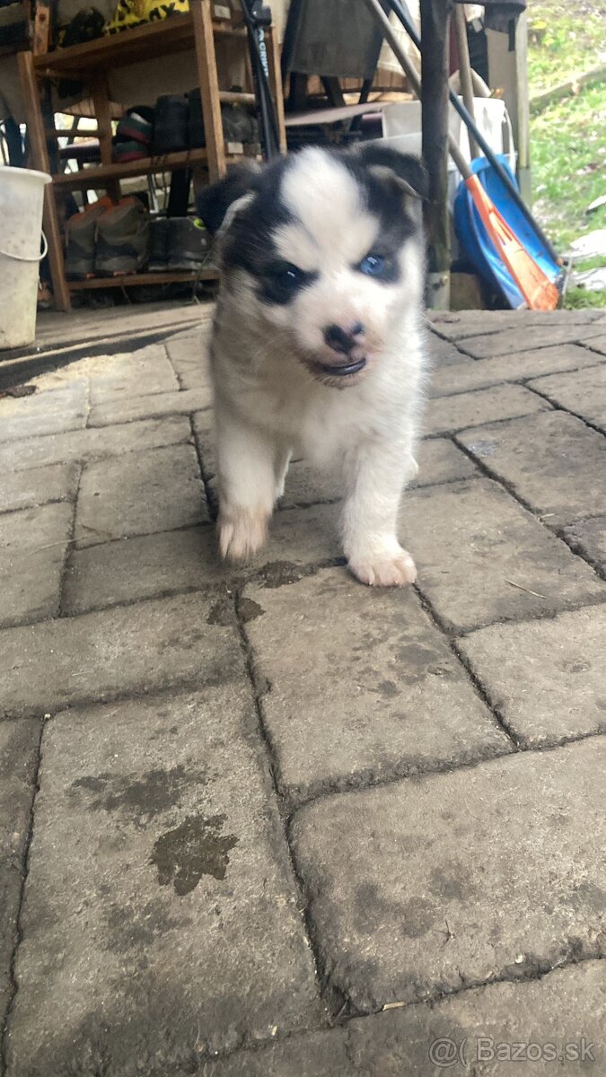 Stenata Husky/malamut krizence - 7