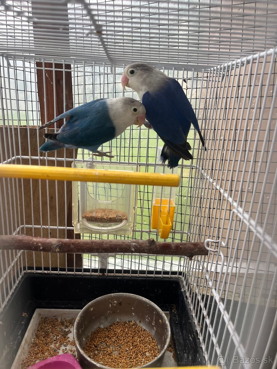 Agapornis Fisher - 7