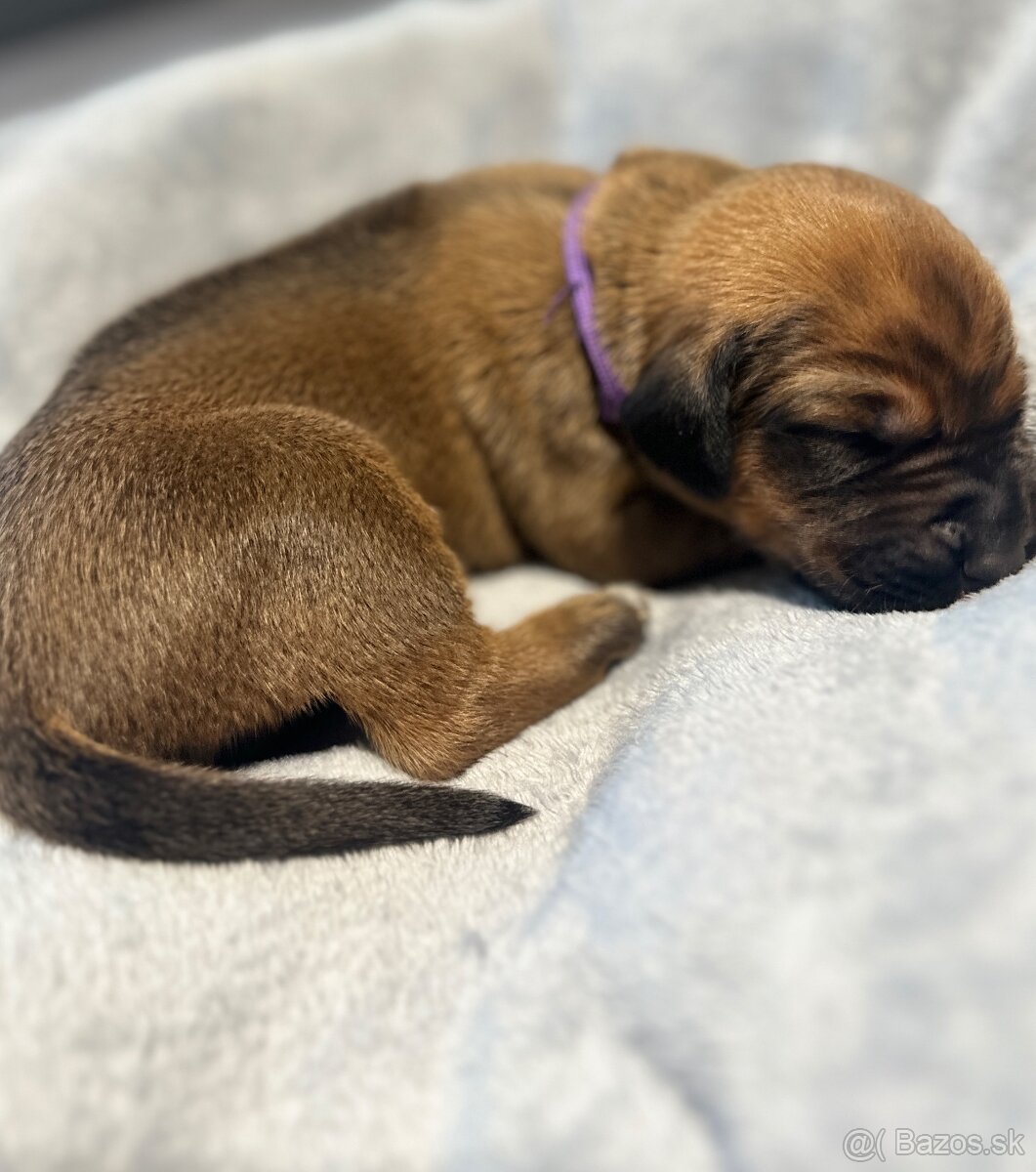 Rhodesian Ridgeback s preukazom pôvodu - 7