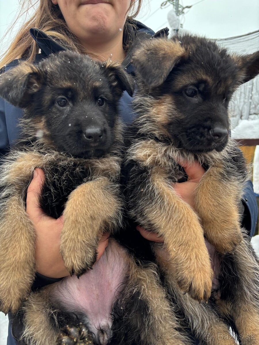 Nemecký ovčiak - 7