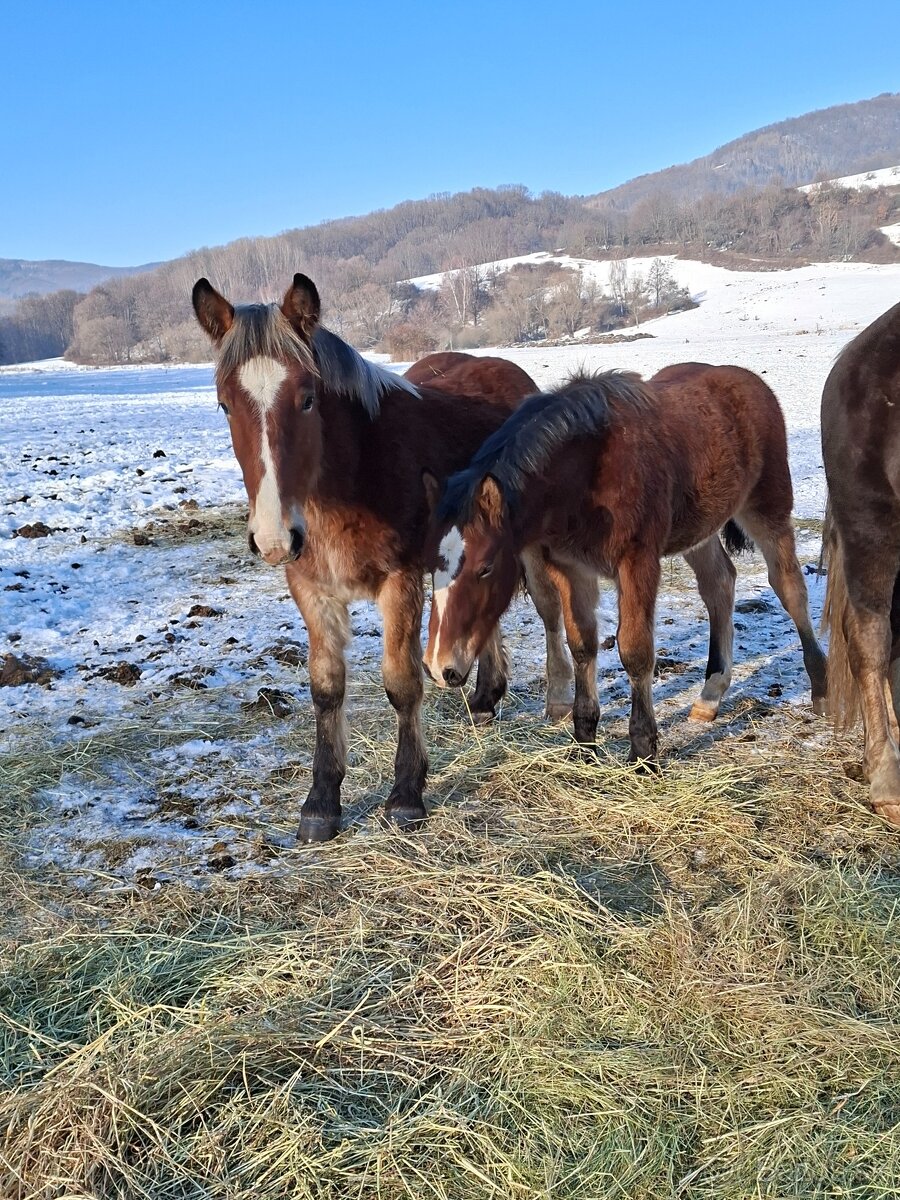Predam tazne zriebata - 7