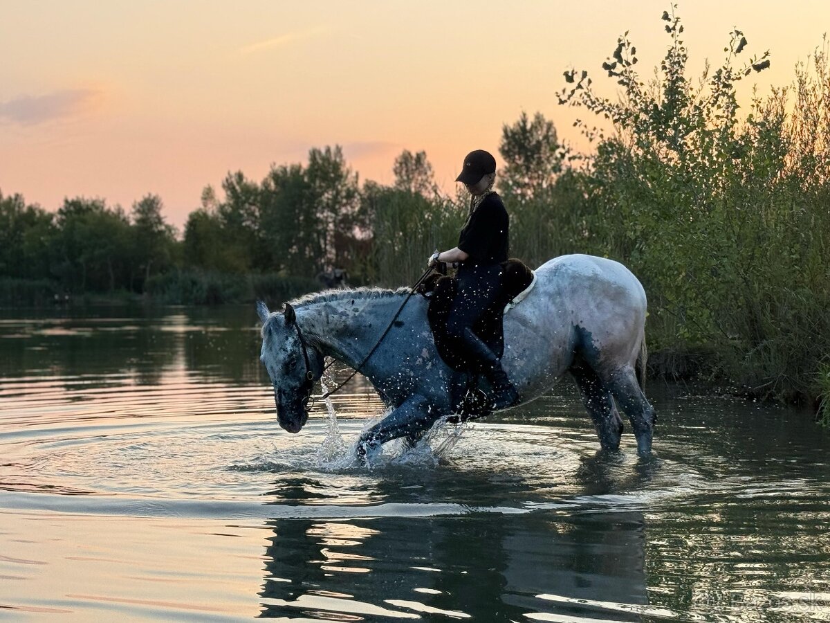 Všestranný Appaloosa na predaj - 7