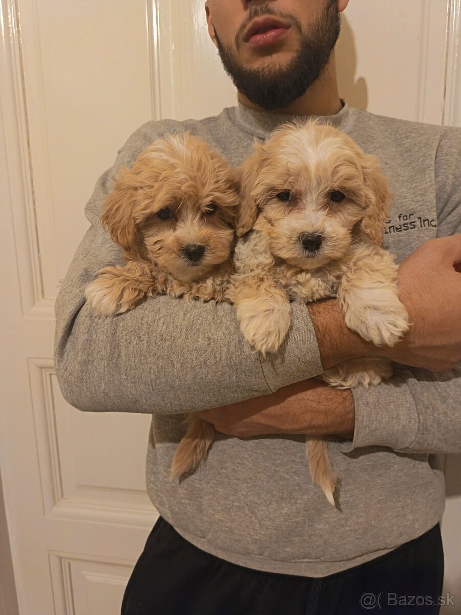 Maltipoo fenka / chalpec - 7