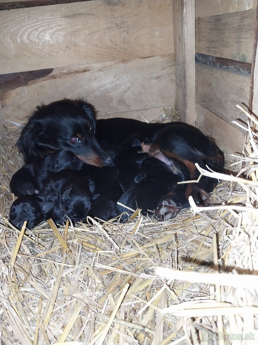 Šteniatka jazvečìka dlhosrstého - 7