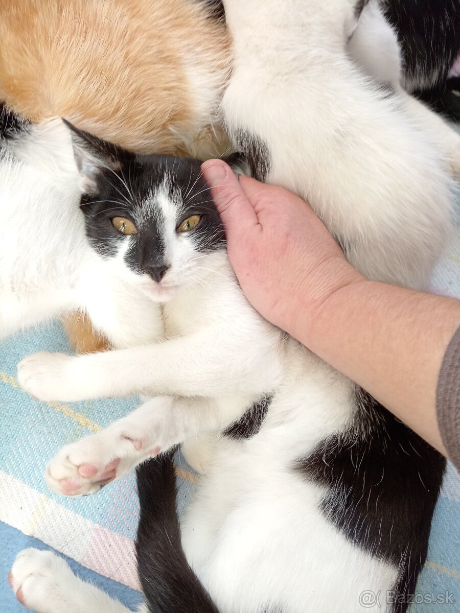 Darujeme mačiatka - 7
