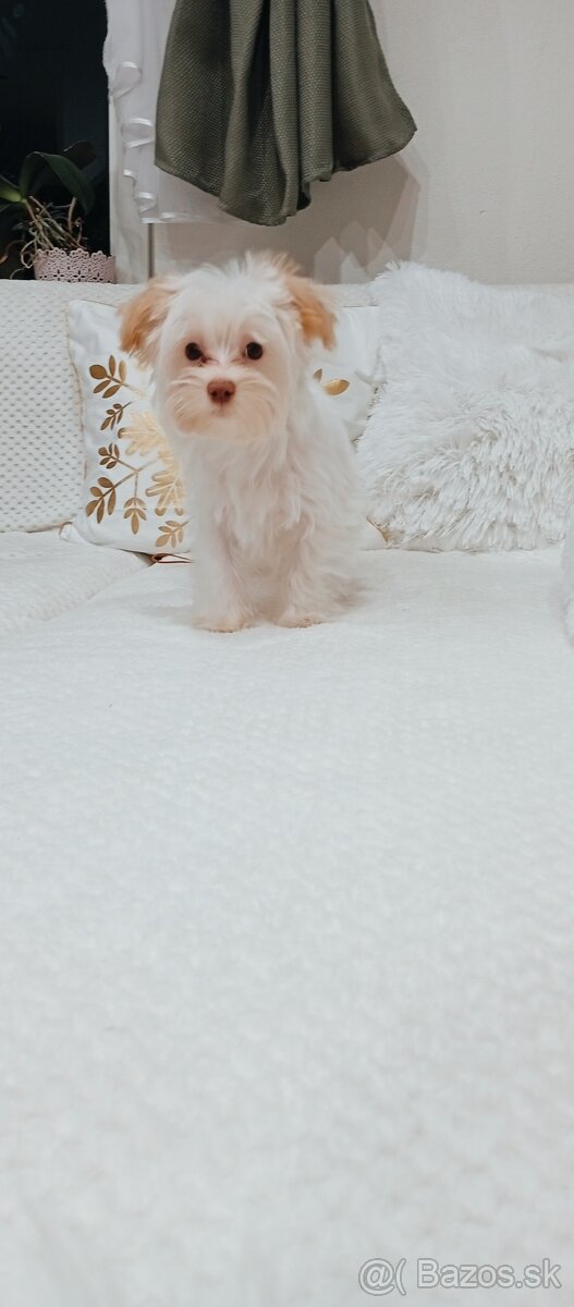 Yorkshire terrier golddust - 7