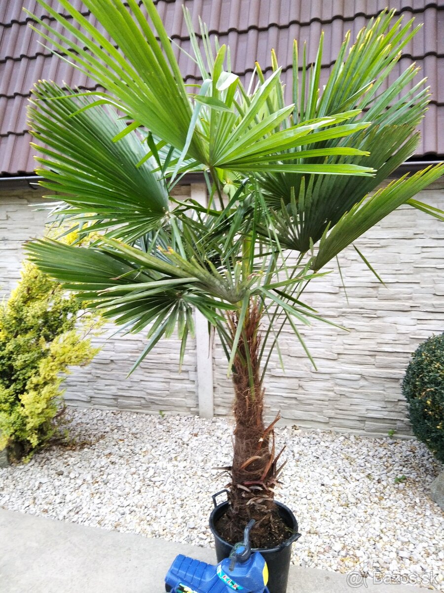 Mrazuvzdorne palmy Trachycarpus Fortunei - 7