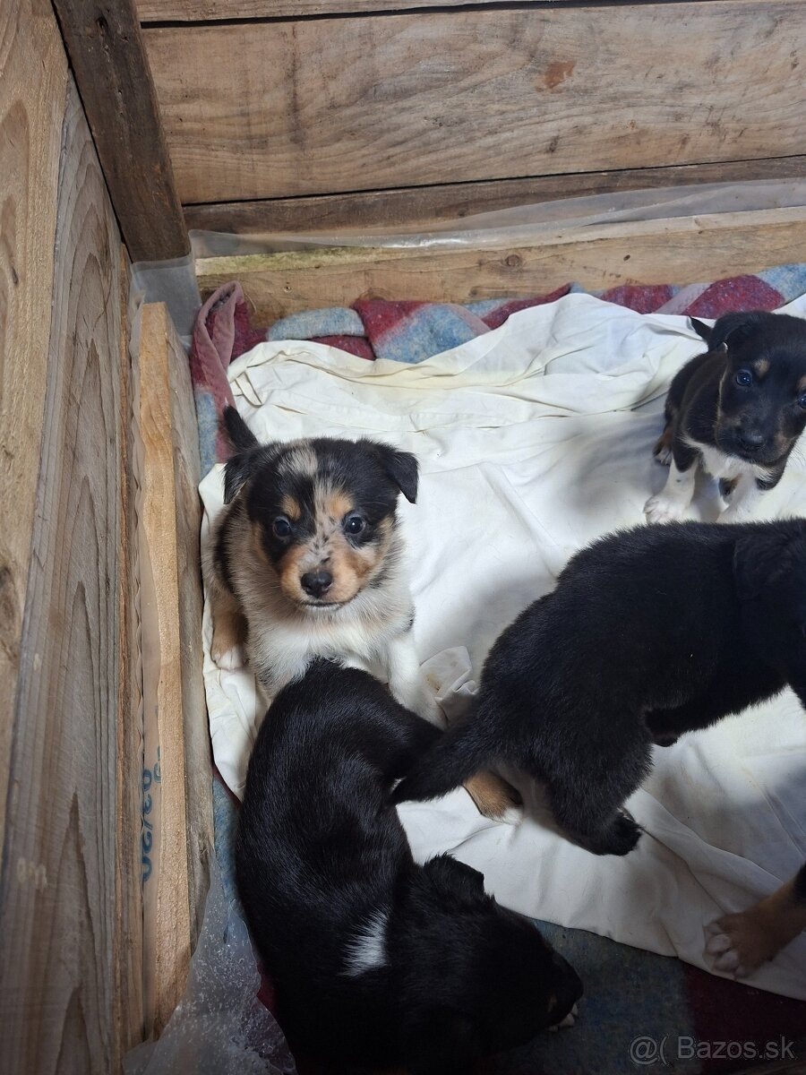 Darujem šteniatka - 7