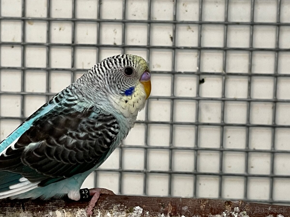 Blackwing andulky - 7