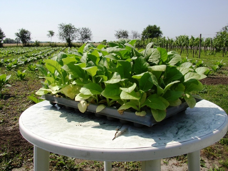 Tabakové semená - Kolekcia 8 druhov semien - 7