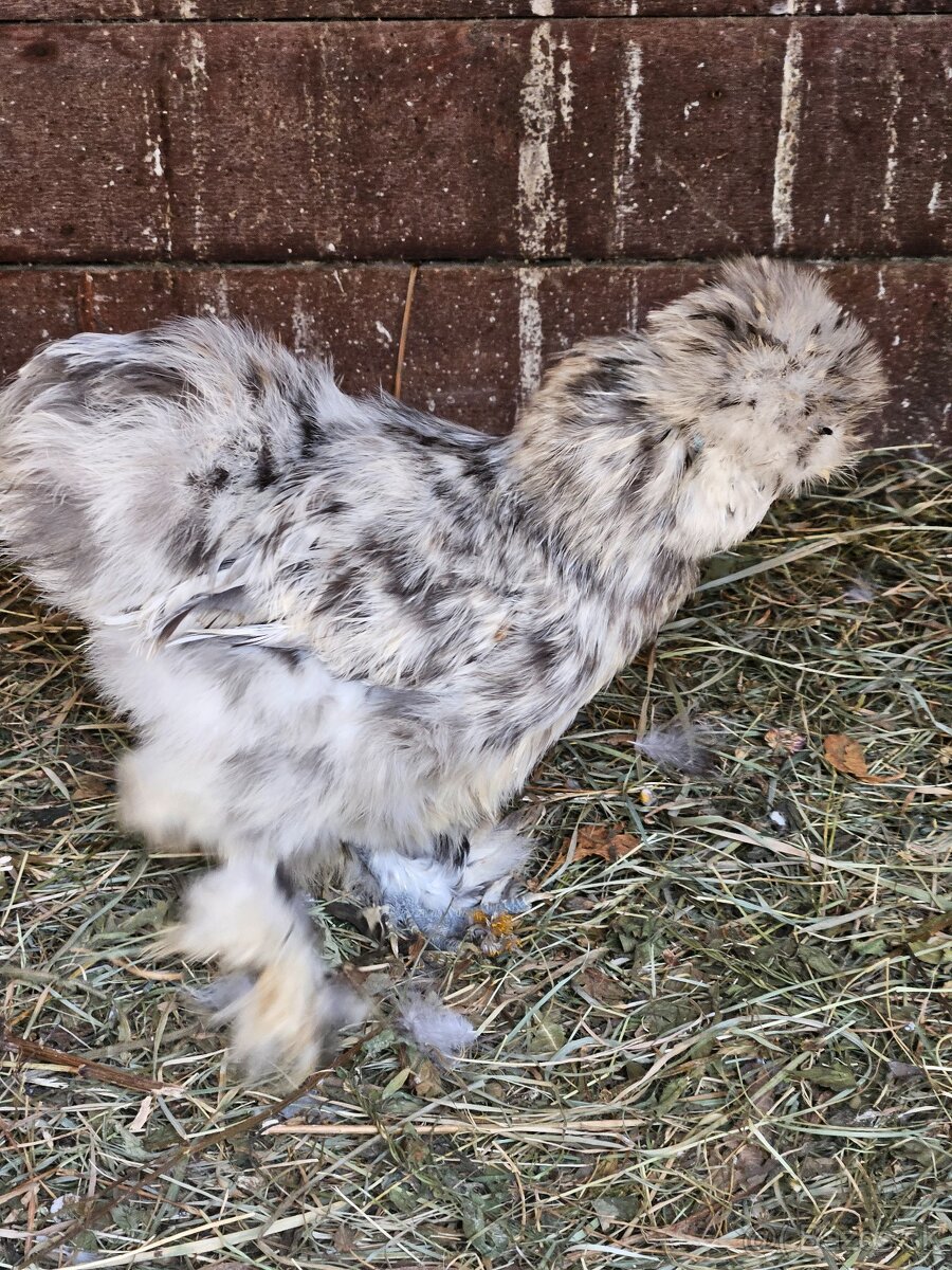 Hodvabnicky vajcia - 7