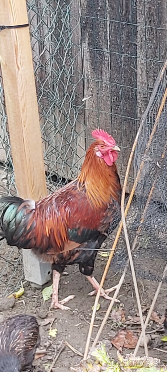 Kohúty Marans čierna medenokrká a iné - 7