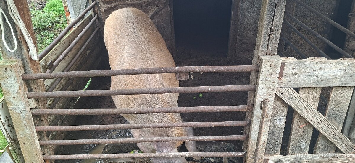 Predám prasatá - 7