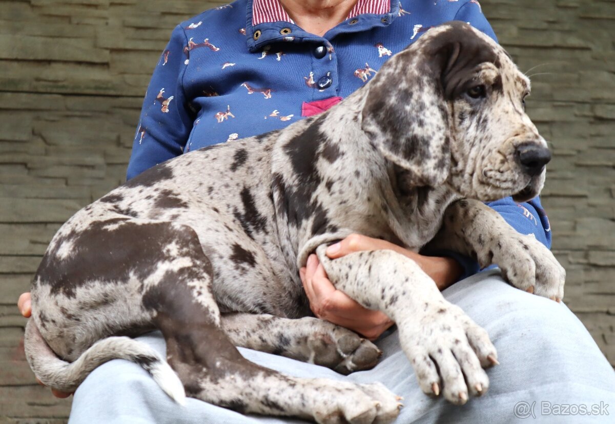Nemecká doga s PP FCI Harle Černá Merle po šampiónoch - 7