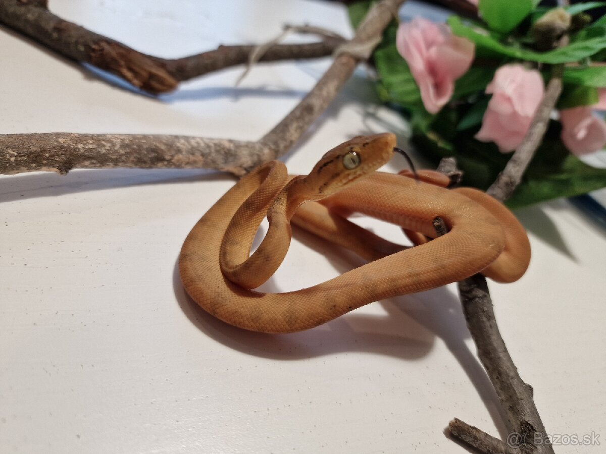 Corallus Hortulanus - 7