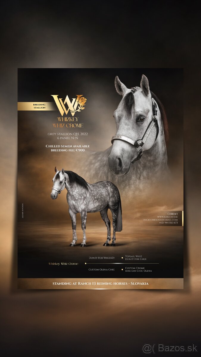 Pripúšťanie QH žrebcom - 7