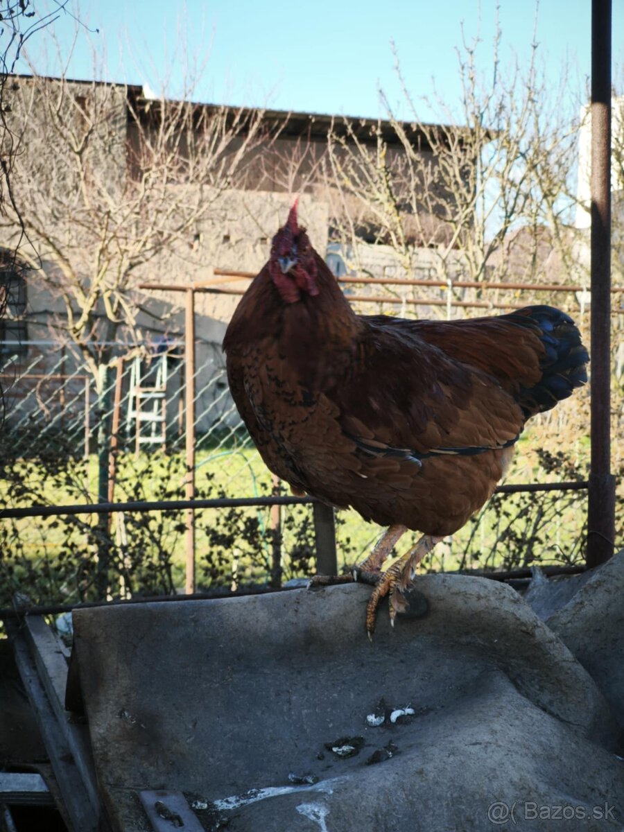 Predám mladé kohúty - SÚRNE - 7