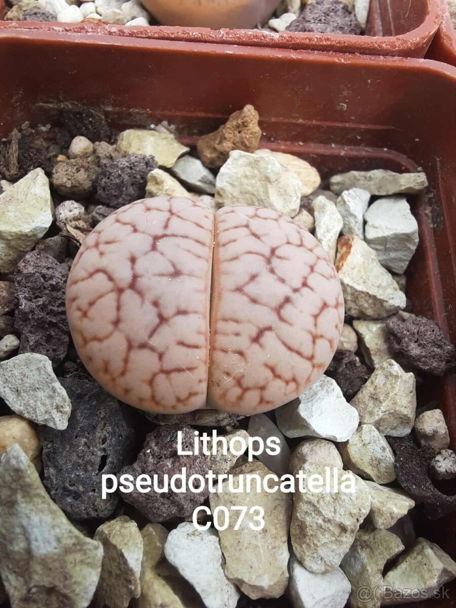 Akvatera, rastliny, krevetky , šváby a iné - 7