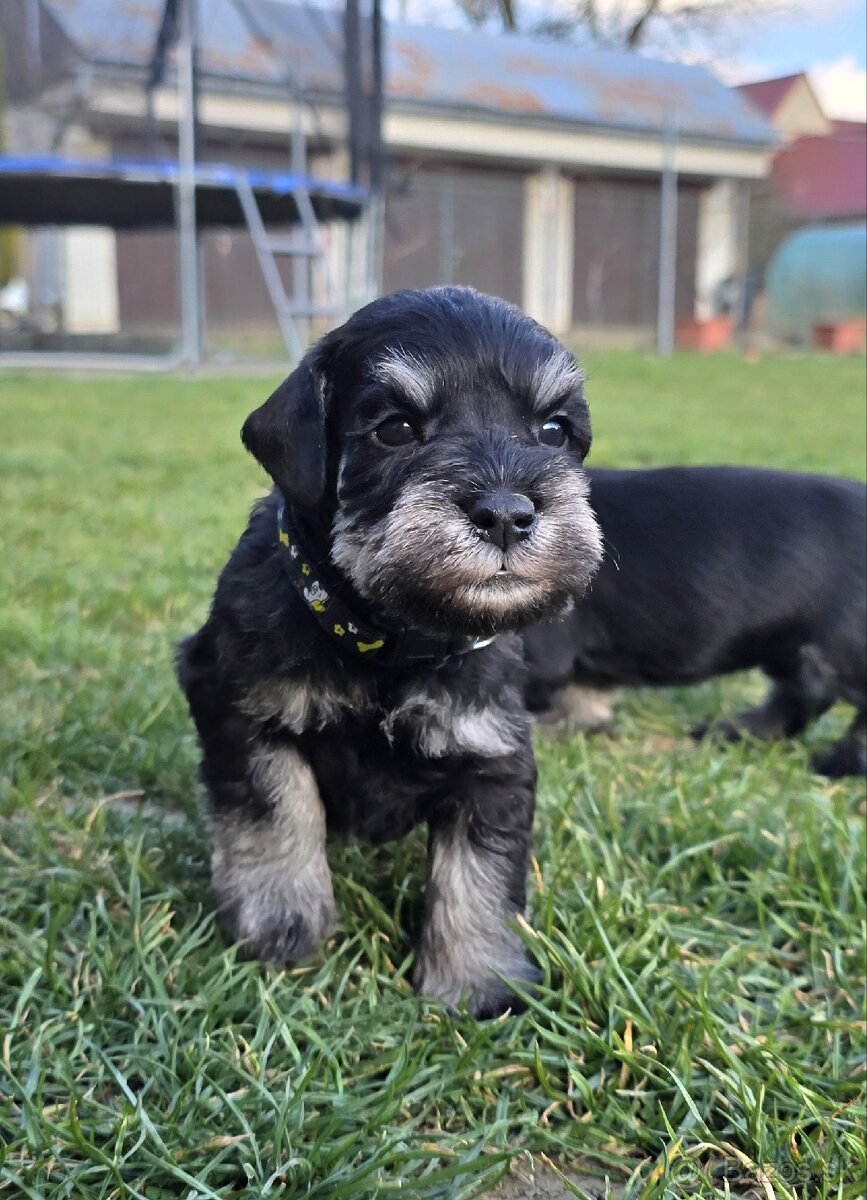 Bradáč malý čiernostrieborný - 7