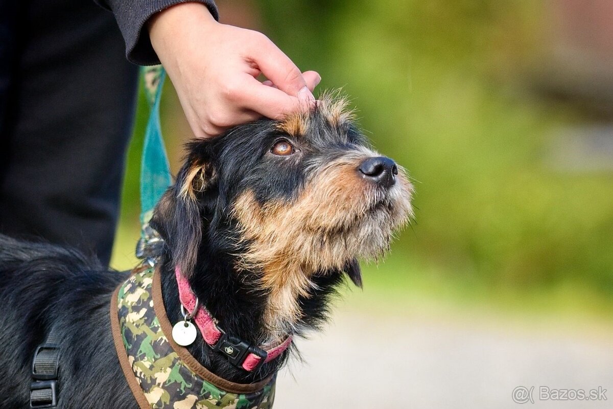 Darujem malú strapatú sučku Ariel - mix jazvečík, bradáč - 7