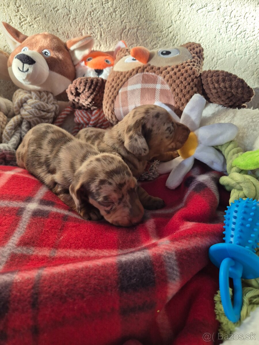 Jazvečik trpasliči - 7