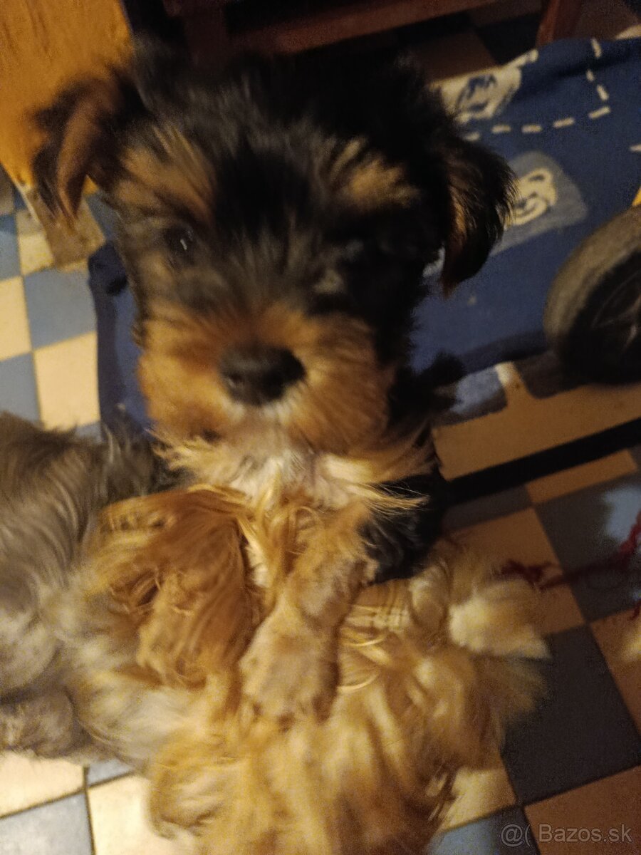 Predám krásnu sučku Yorkshire teriér - 7
