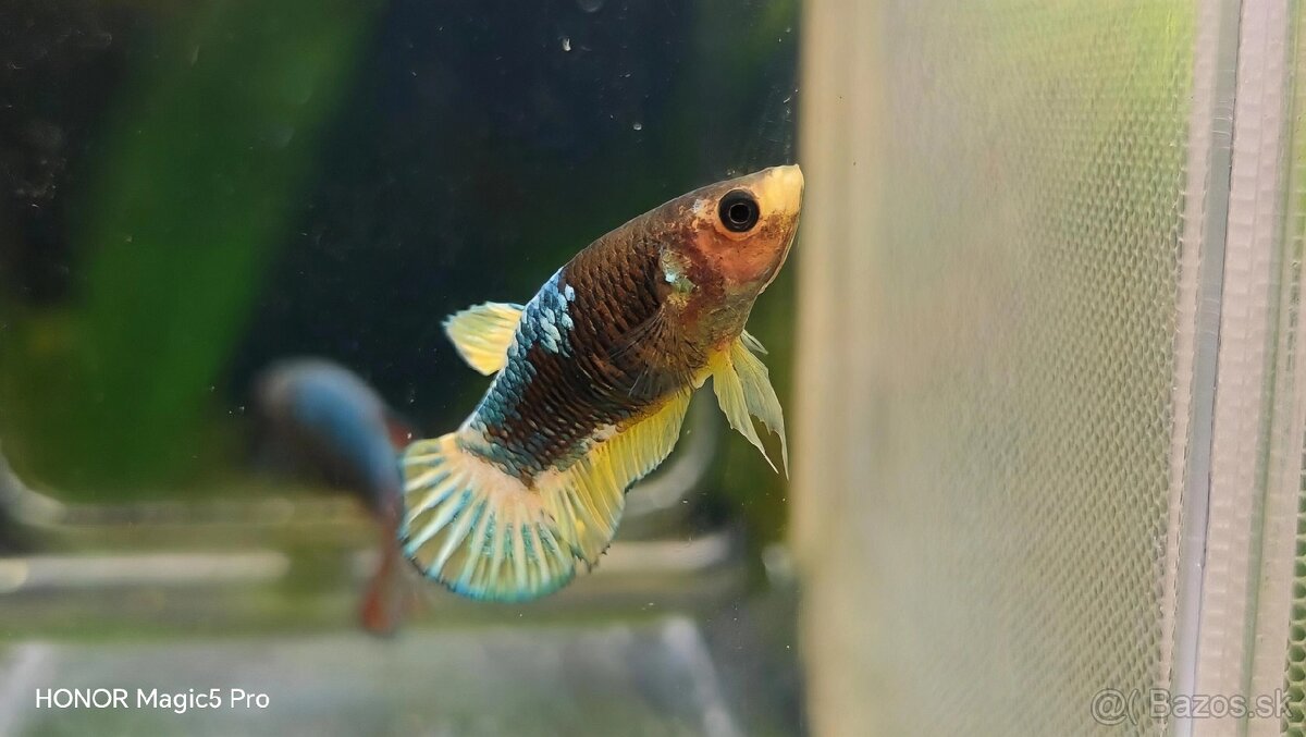 Betty - Bojovnice - 7