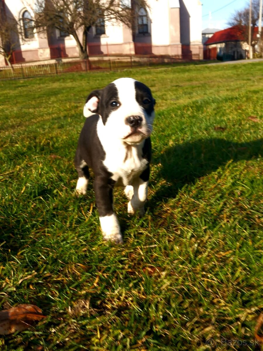 Staford šteniatka. - 7