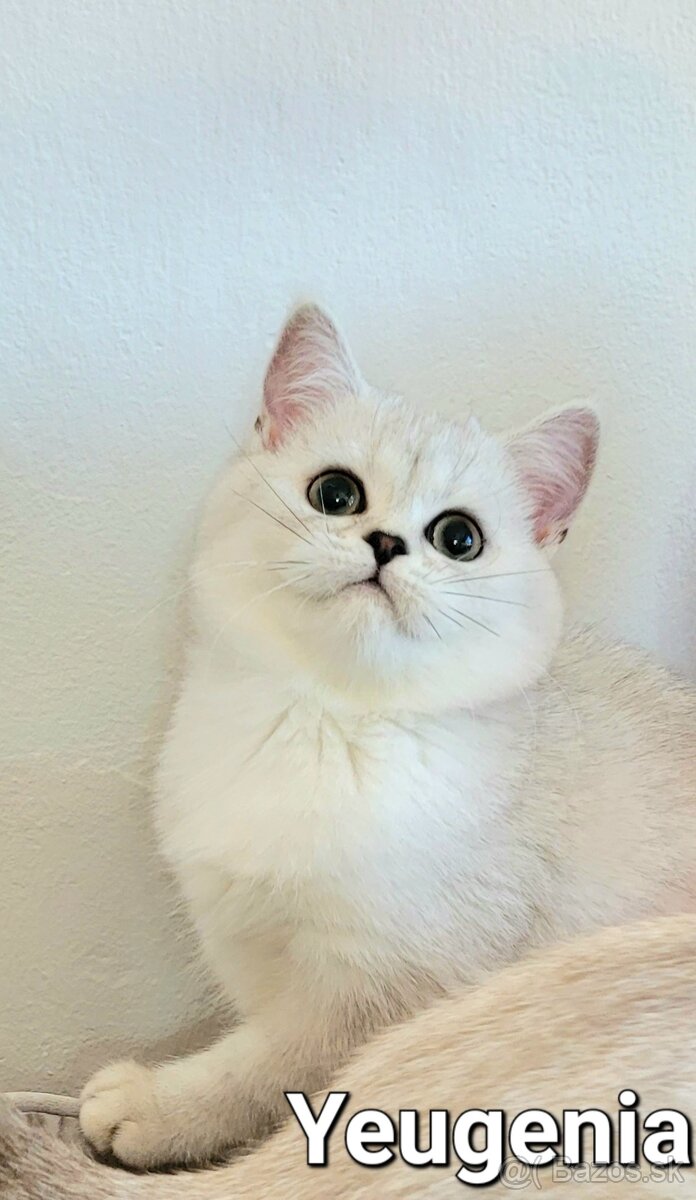 Škótske mačiatka s PP/F.TICA 1 - 7