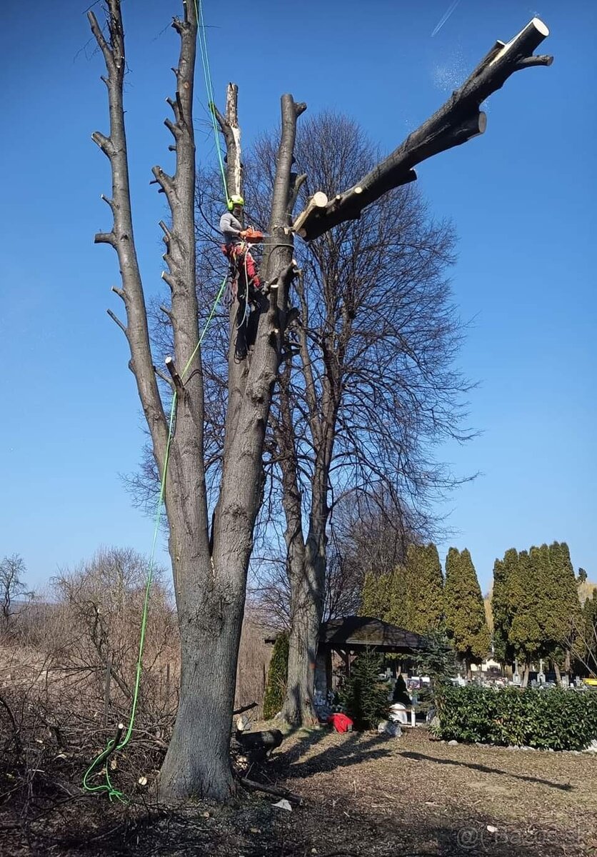 Rizikový výrub, pílenie - 7