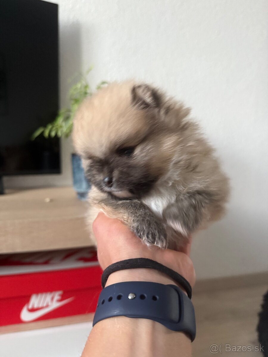 Pomeranian - 7