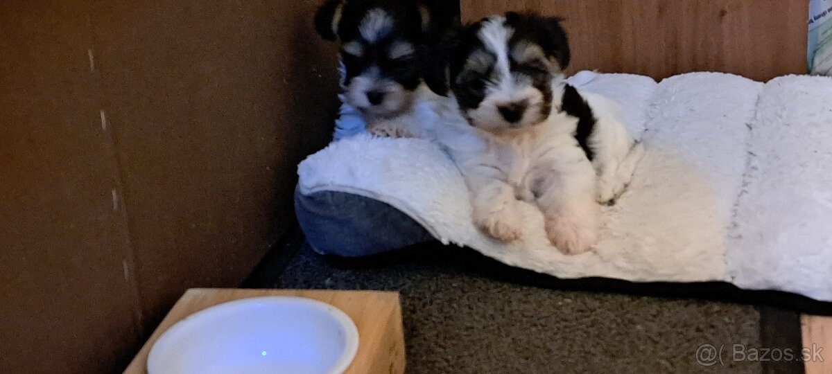 Yorkshire terier biewer mini - 7