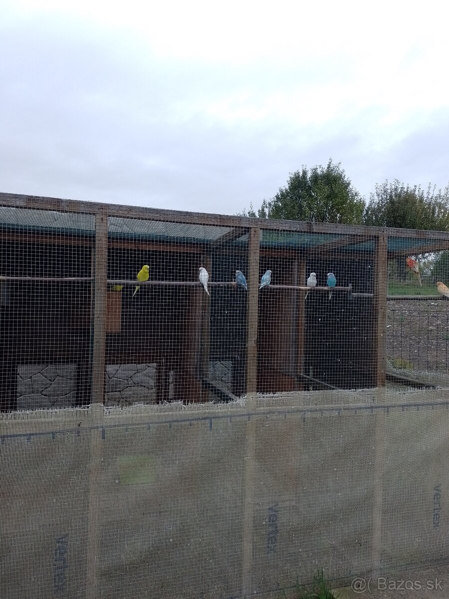 Papagáj spevavy - 7