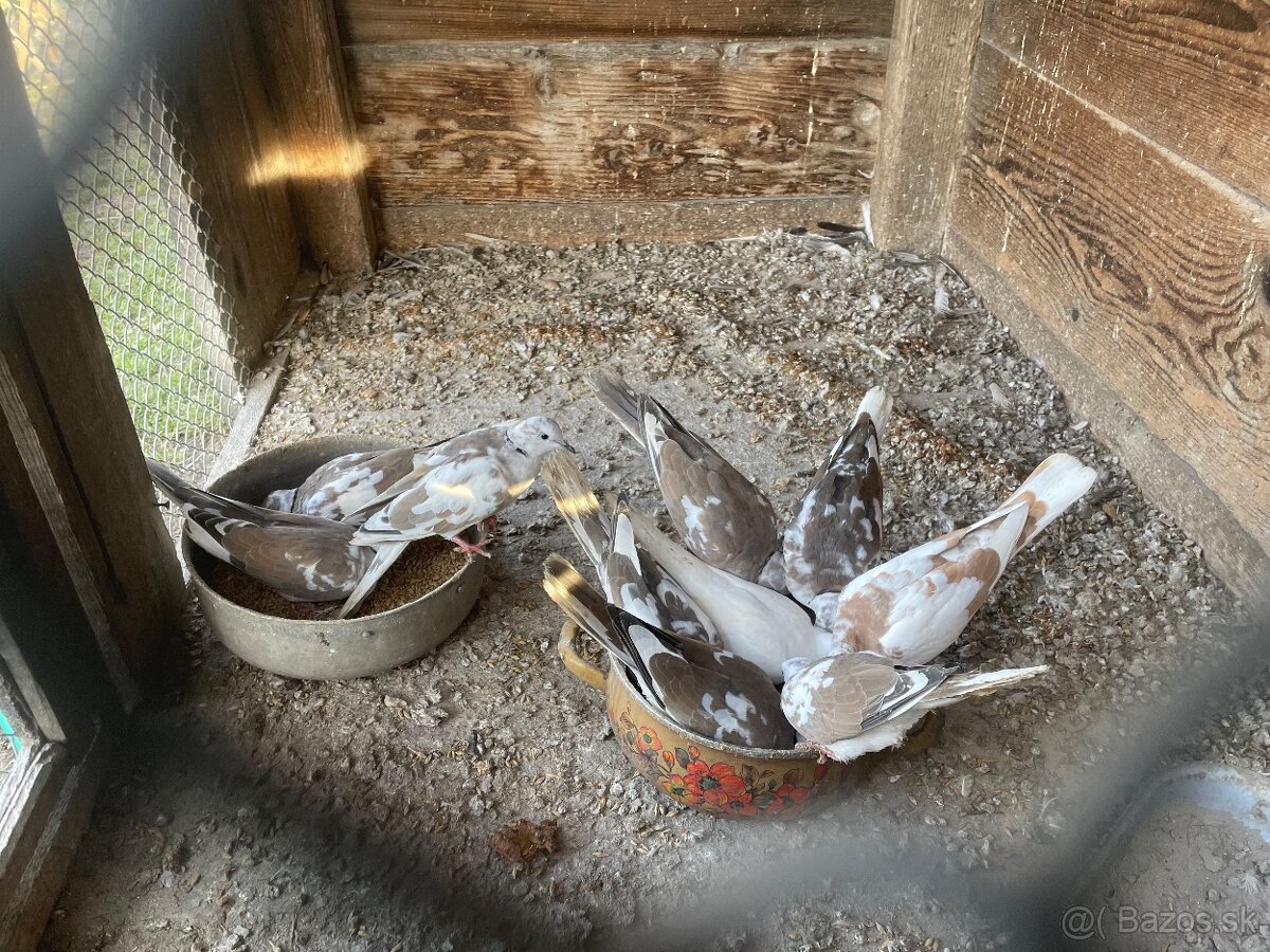 Predám vtáctvo - 7