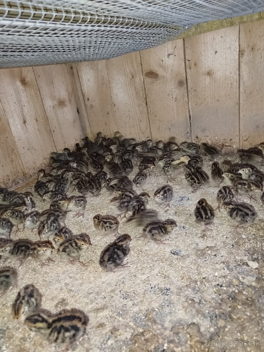 Japonské prepelice - 7