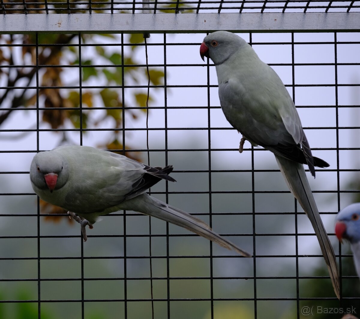 Alexander malý aqua - 7