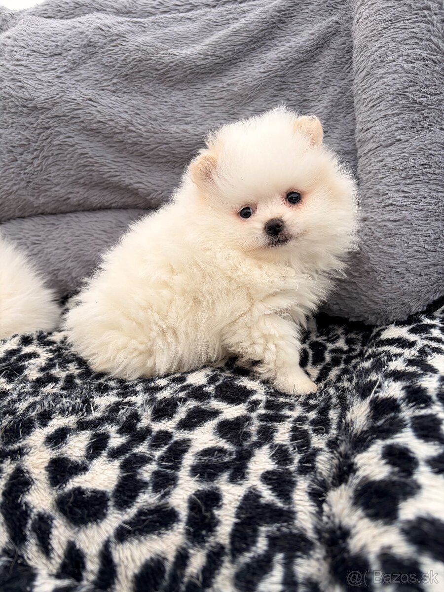 Špic, nemecký špic, pomeranian, oranžový špic - 7