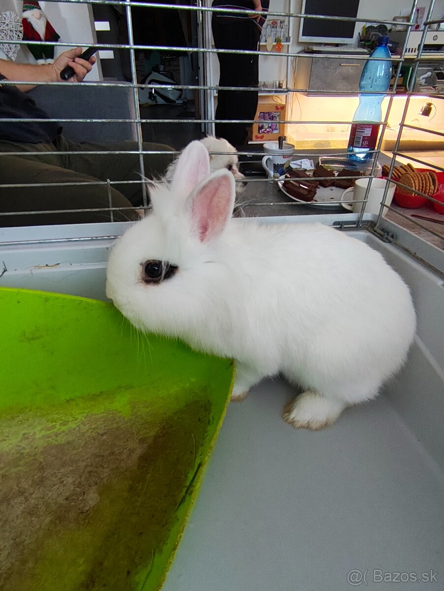 Zakrsly králik - 7
