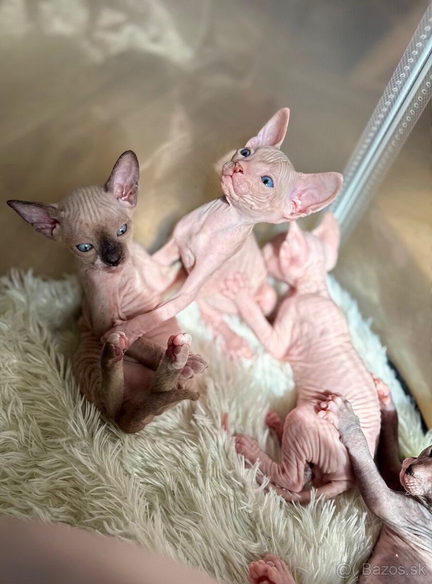 Don sphynx - 7