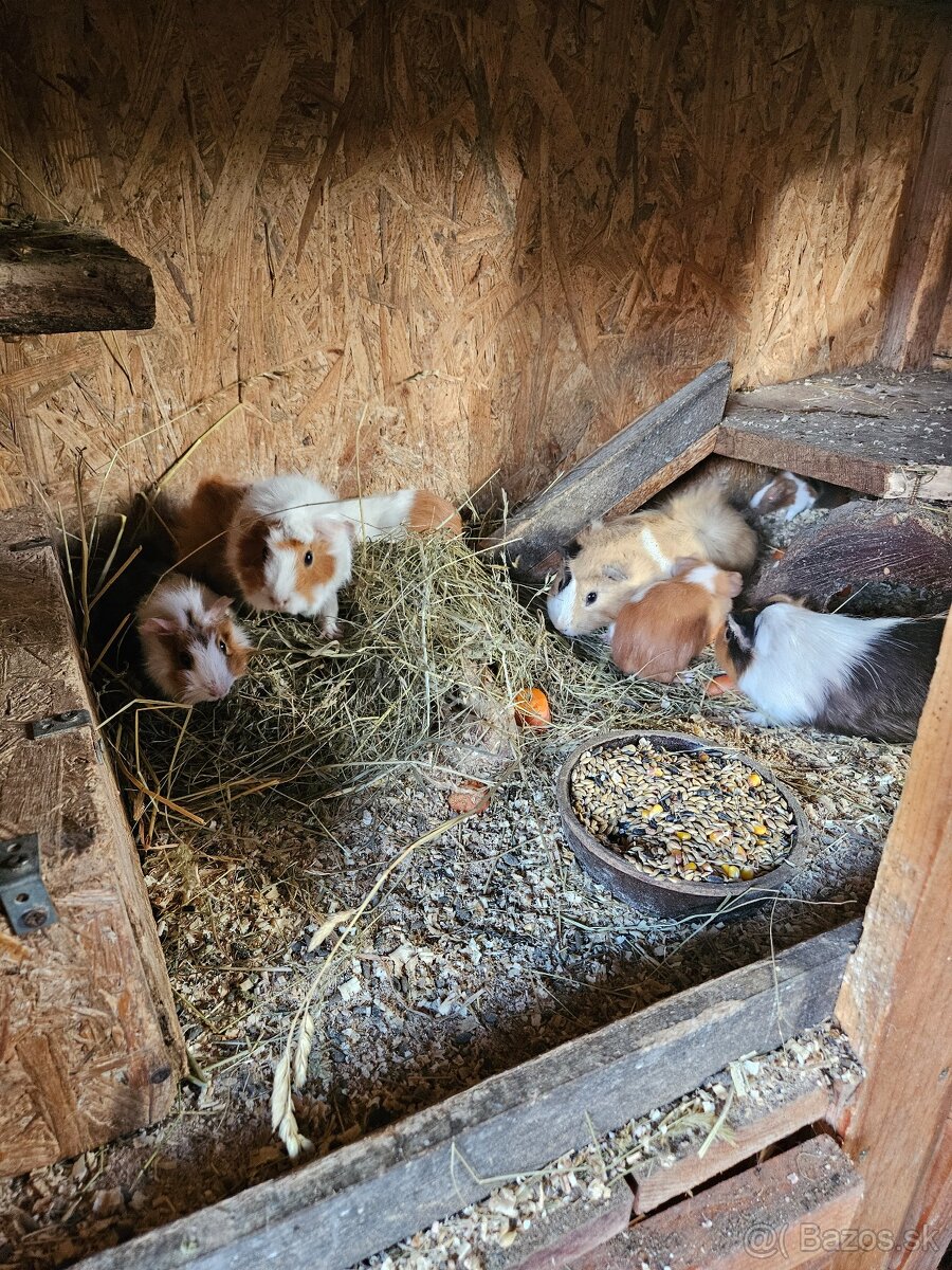 Morské prasiatko - 7