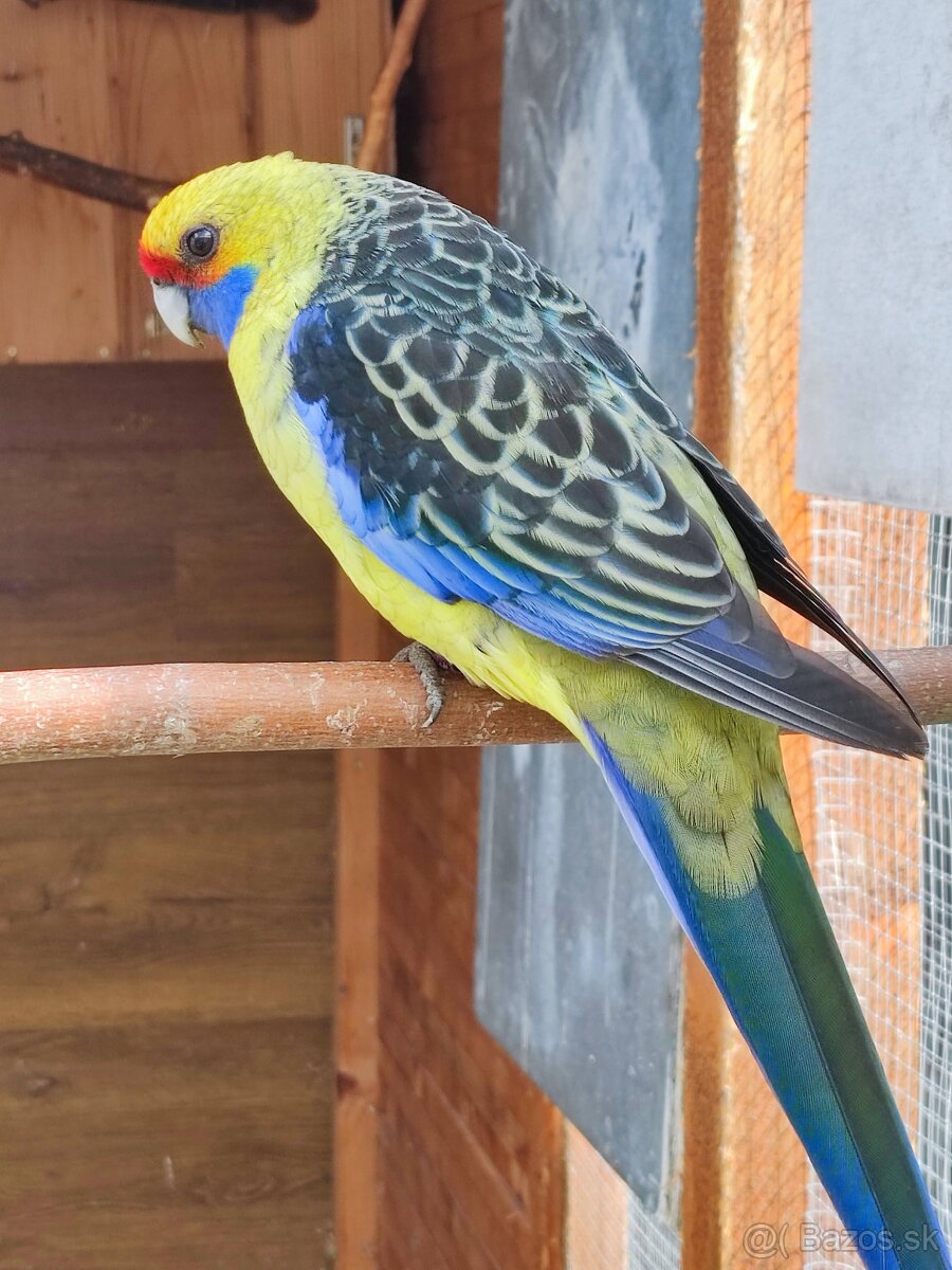 Rozela penant orange-albino - 7