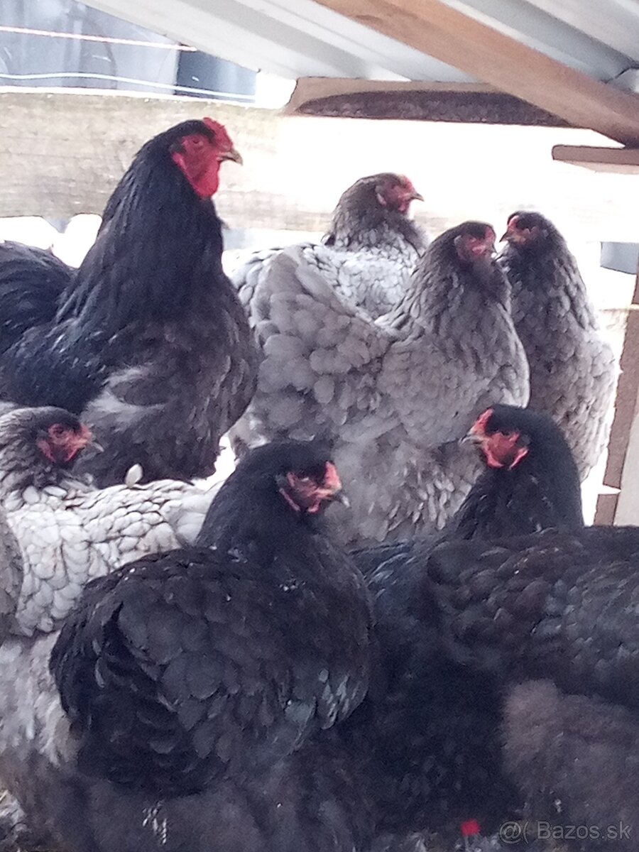 NV Brahmanky modré čierne - 7