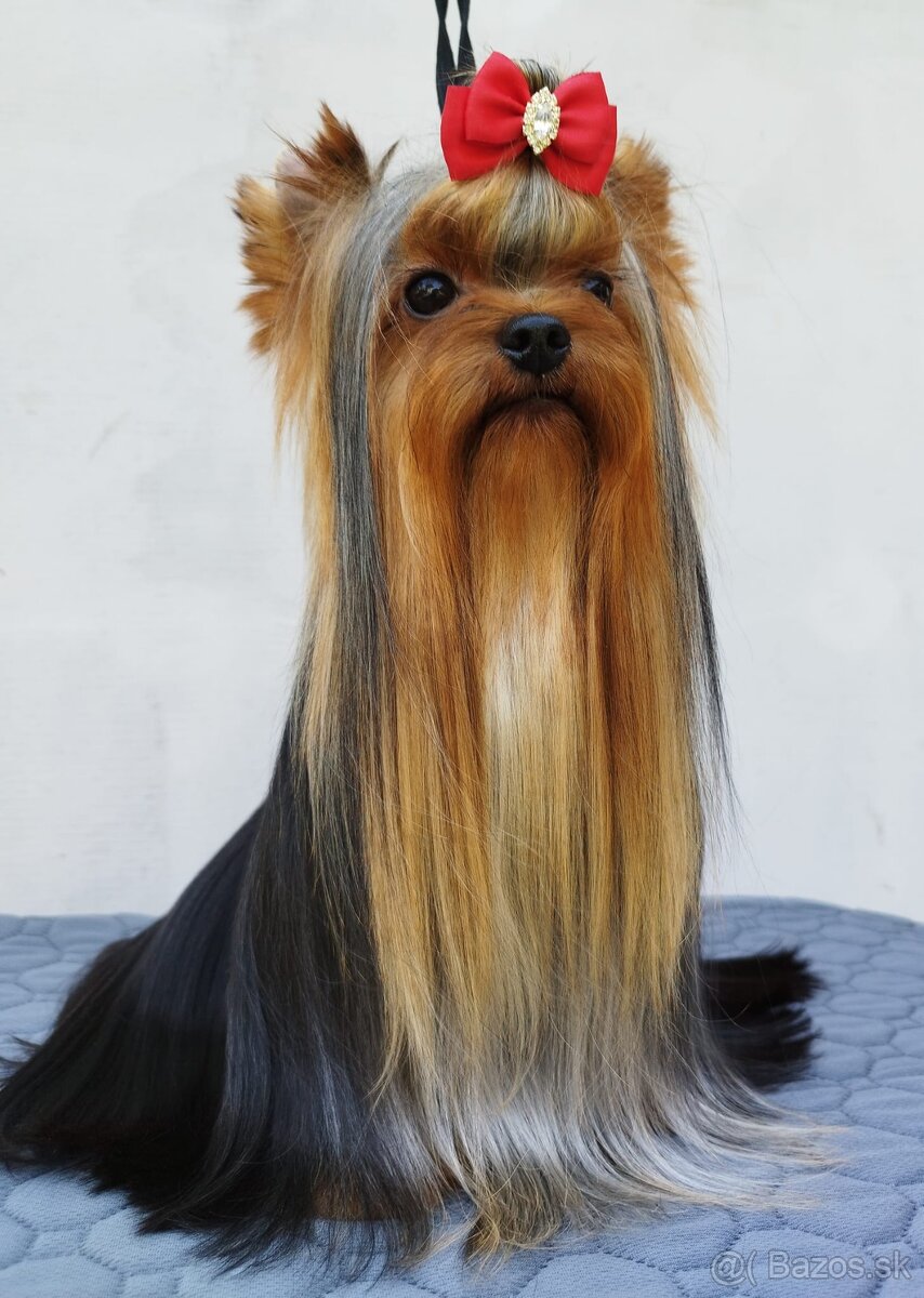 YORKSHIRE TERRIER s PP rodokmenom - yorkshirsky terier - 7