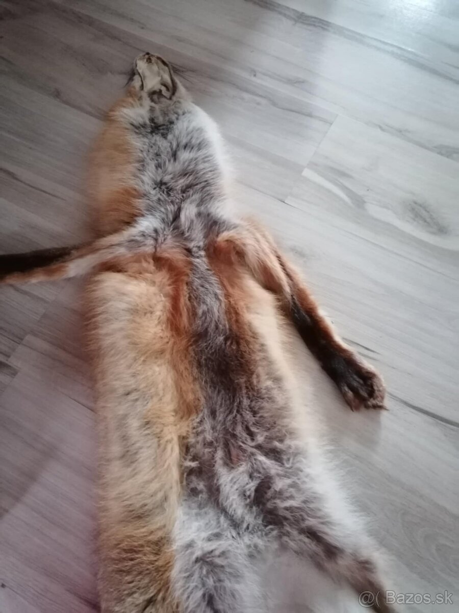 Liška práva kožušina - 7