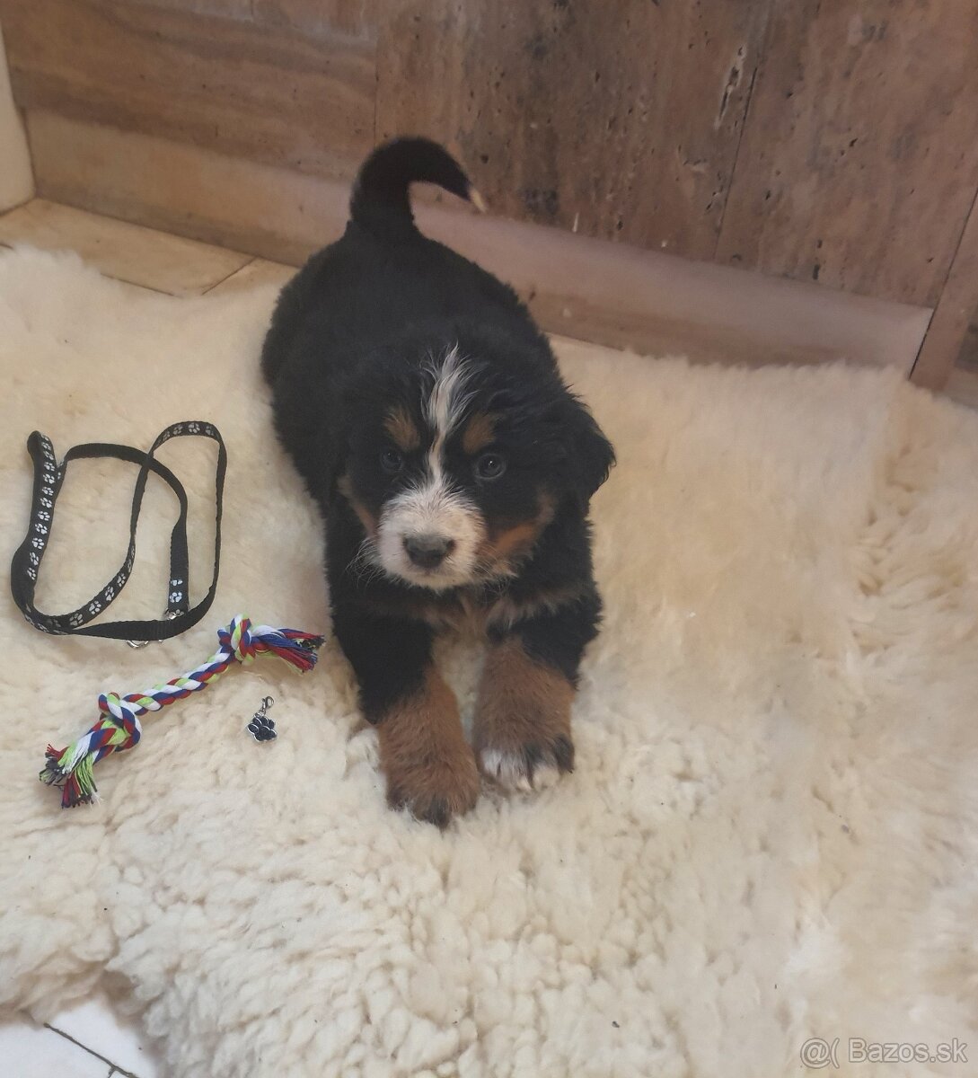 Bernský salašnický pes - 7